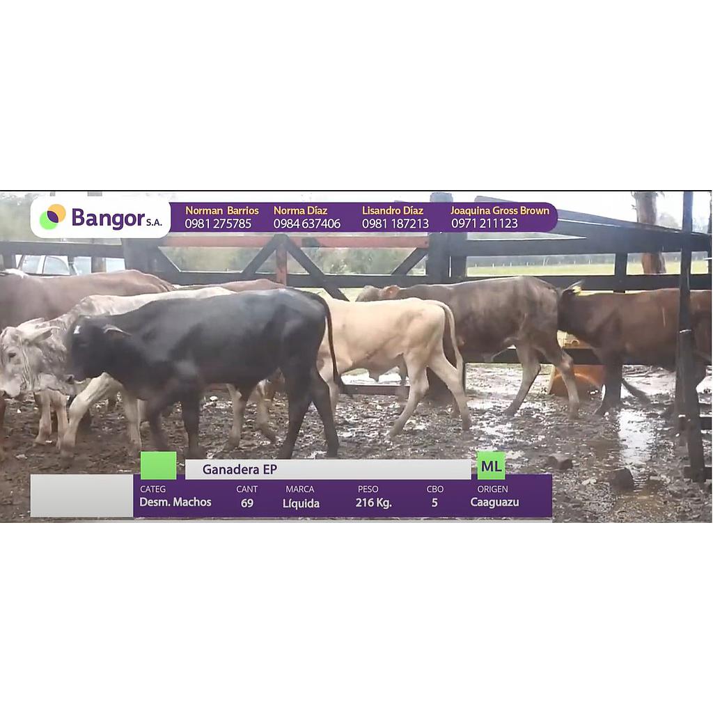 LOTE 01 - DESMAMANTES MACHOS
