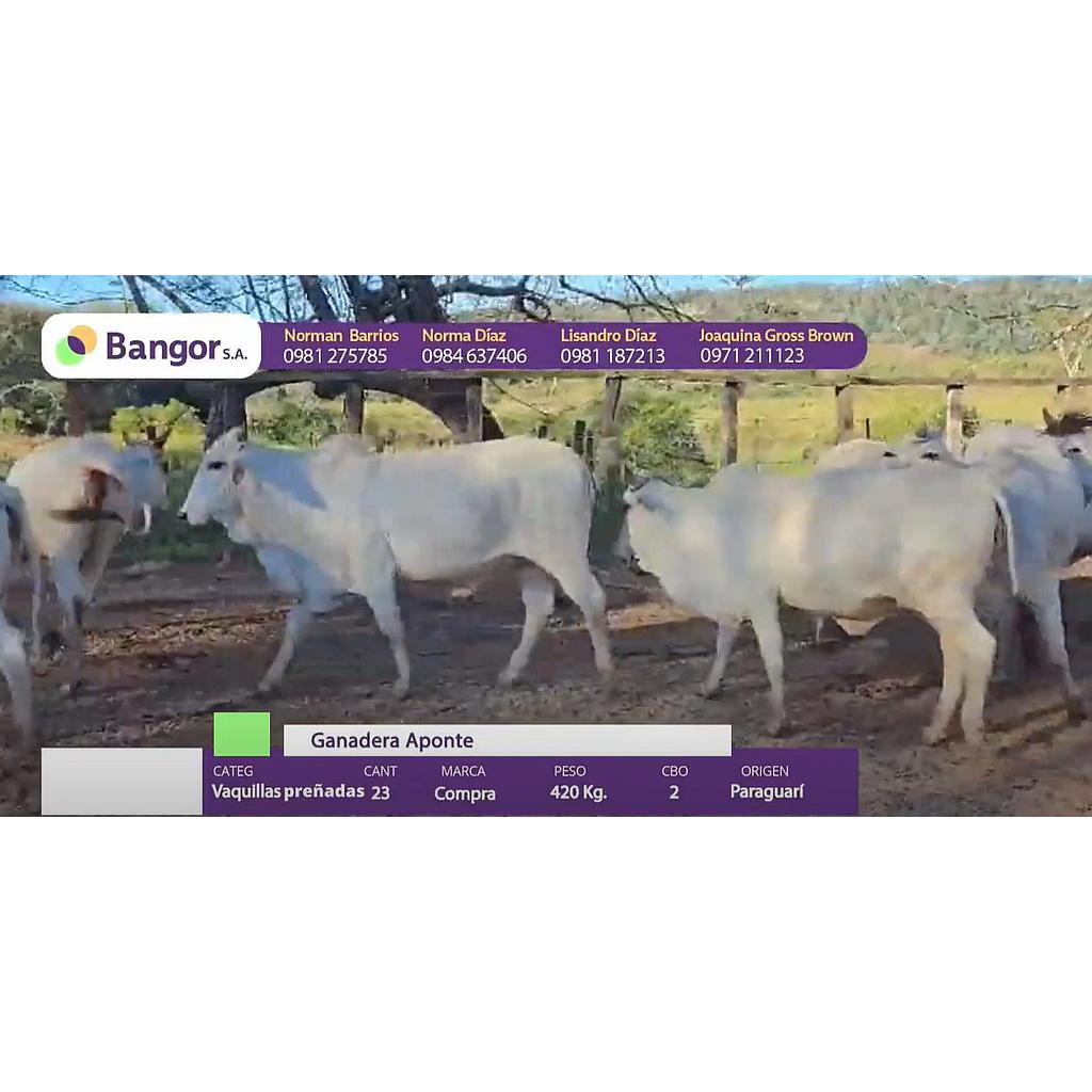 LOTE 09 - VAQUILLAS PREÑADAS