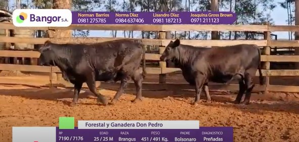LOTE 14 - VACAS PREÑADAS