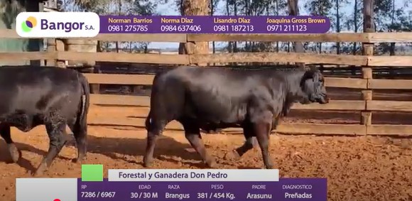 LOTE 15 - VACAS PREÑADAS