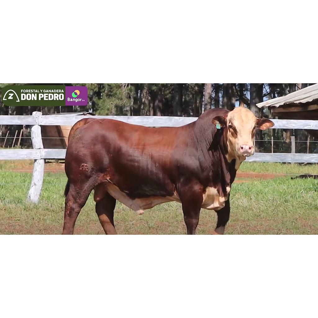 LOTE 01 - TORO BRAFORD