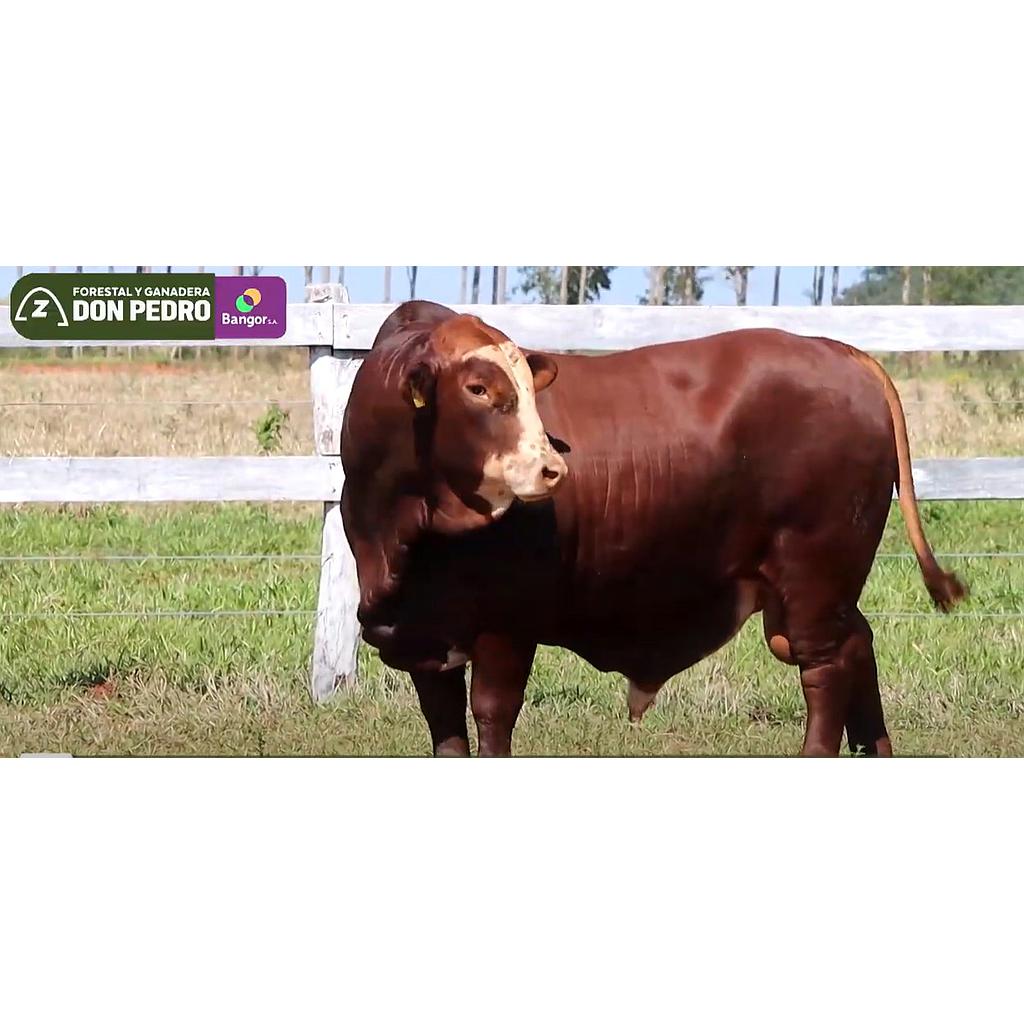 LOTE 03 - TORO BRAFORD