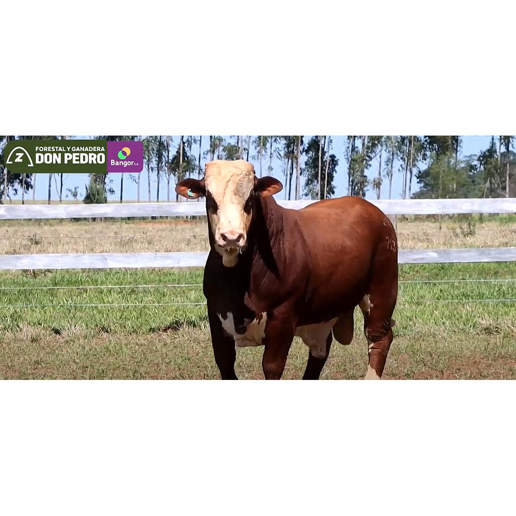 LOTE 04 - TORO BRAFORD