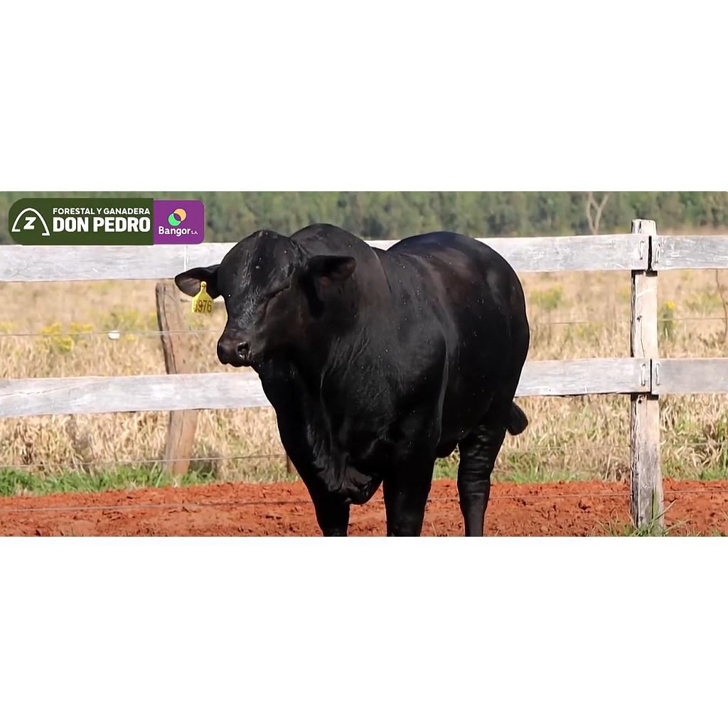 LOTE 09 - TORO BRANGUS NEGRO