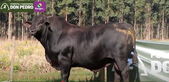LOTE 11 - TORO BRANGUS NEGRO