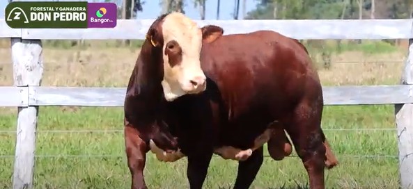 LOTE 16 - TORO BRAFORD