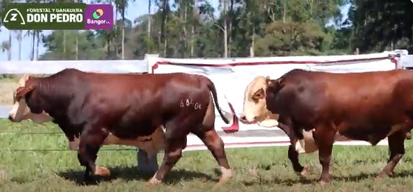 LOTE 17 - TOROS BRAFORD
