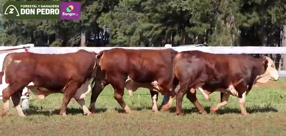 LOTE 19 - TOROS BRAFORD
