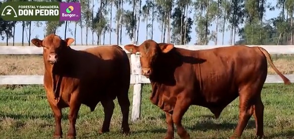 LOTE 21 - TOROS BRANGUS COLORADOS