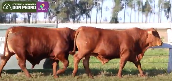 LOTE 22 - TOROS BRANGUS COLORADOS