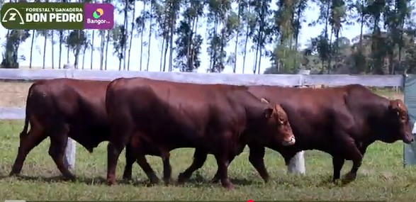 LOTE 23 - TOROS BANGUS COLORADOS