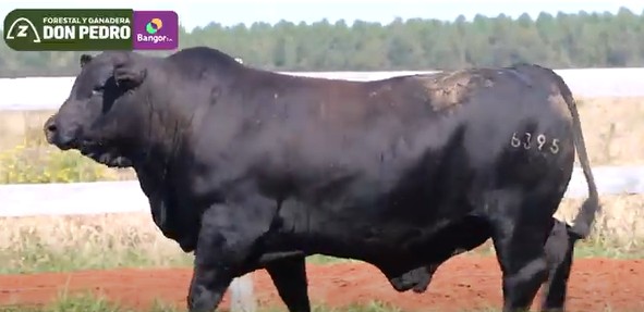 LOTE 24 - TORO BRANGUS NEGRO