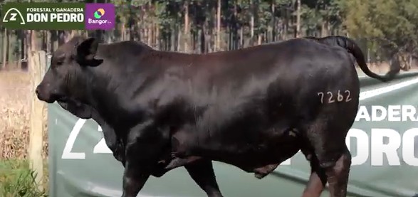 LOTE 25 - TORO BRANGUS NEGRO