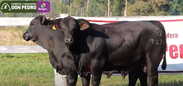 LOTE 26 - TOROS BRANGUS NEGROS