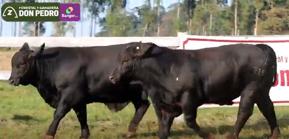 LOTE 27 - TOROS BRANGUS NEGROS