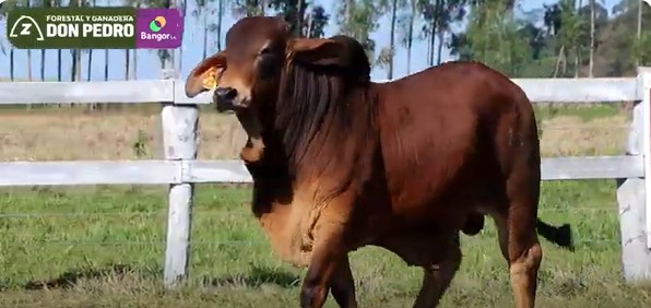 LOTE 28 - TORO BRAHMAN