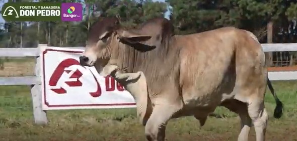 LOTE 29 - TORO BRAHMAN