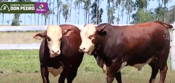 LOTE 32 - TOROS BRAFORD