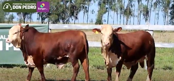 LOTE 33 - TOROS BRAFORD