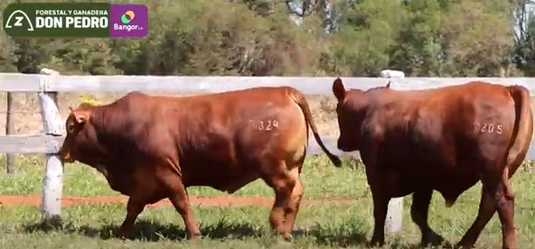 LOTE 36 - TOROS BRANGUS COLORADOS