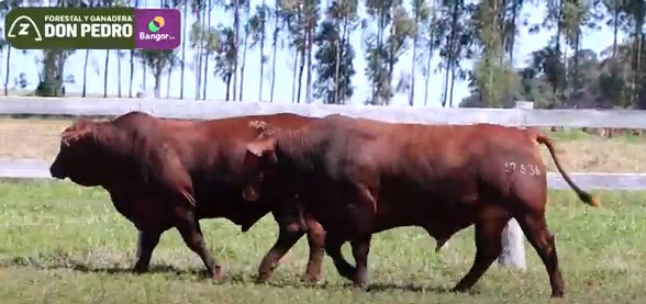 LOTE 37 - TOROS BRANGUS COLORADOS