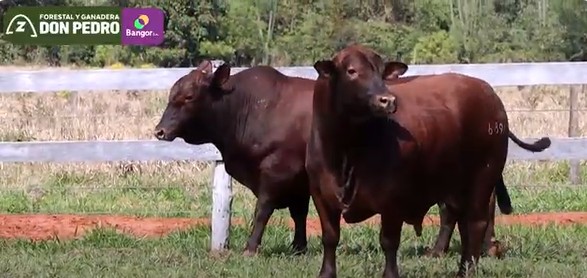 LOTE 38 - TOROS BRANGUS COLORADOS