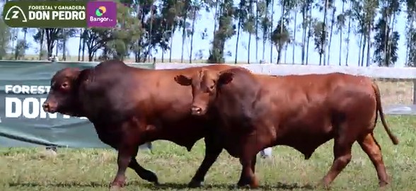 LOTE 39 - TOROS BRANGUS COLORADOS
