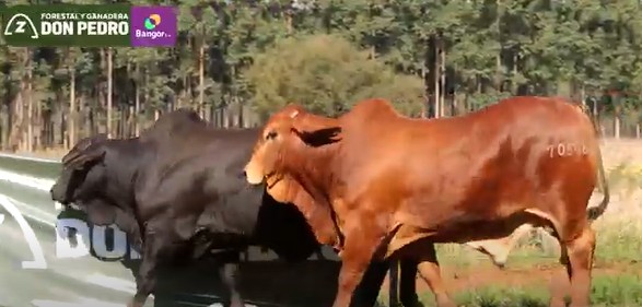 LOTE 40 - TOROS BRANGUS ACEBUZADOS