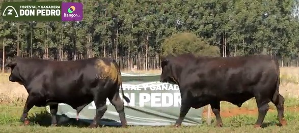 LOTE 42 - TOROS BRANGUS NEGROS