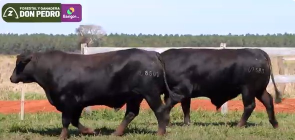 LOTE 43 - TOROS BRANGUS NEGROS