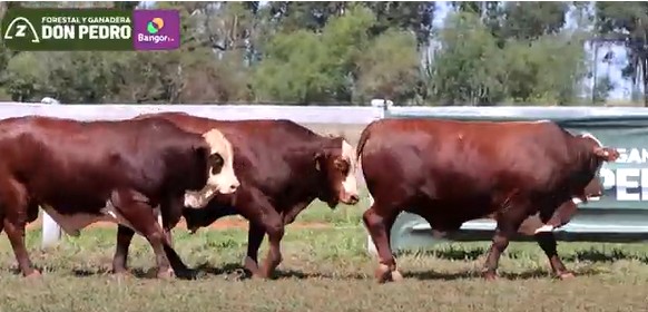 LOTE 44 - TOROS BRAFORD