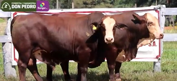 LOTE 45 - TOROS BRAFORD