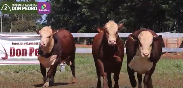 LOTE 46 - TOROS BRAFORD