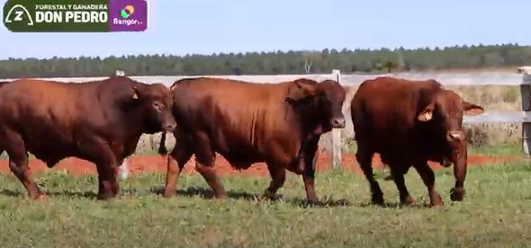 LOTE 48 - TOROS BRANGUS BARCINOS