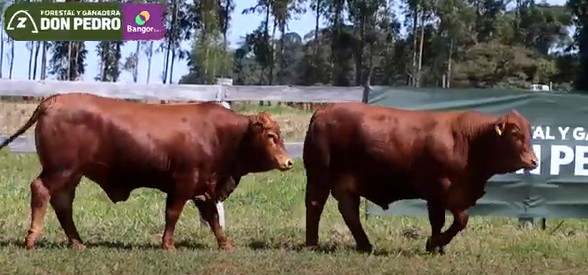 LOTE 49 - TOROS BRANGUS COLORADOS