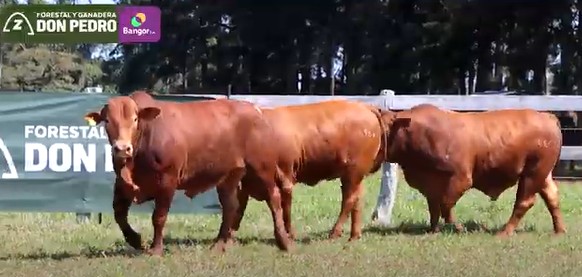 LOTE 50 - TOROS BRANGUS COLORADOS