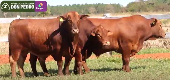 LOTE 51 - TOROS BRANGUS COLORADOS