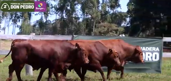 LOTE 52 - TOROS BRANGUS COLORADOS