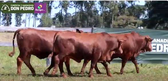 LOTE 53 - TOROS BRANGUS COLORADOS