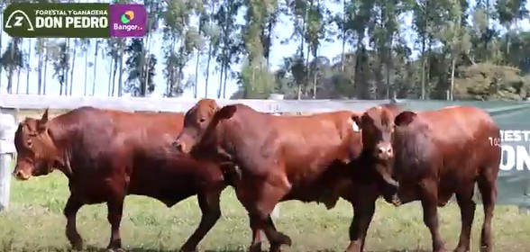 LOTE 54 - TOROS BRANGUS COLORADOS