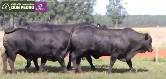 LOTE 55 - TOROS BRANGUS NEGROS