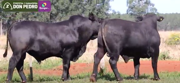 LOTE 56 - TOROS BRANGUS NEGROS