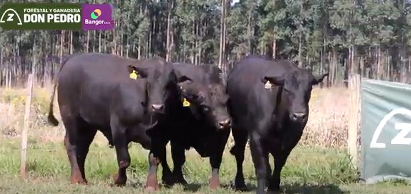 LOTE 57 - TOROS BRANGUS NEGROS