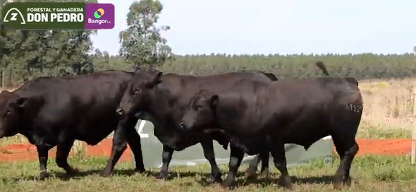 LOTE 58 - TOROS BRANGUS NEGROS