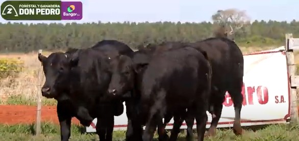 LOTE 59 - TOROS BRANGUS NEGROS