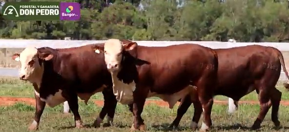 LOTE 61 - TOROS BRAFORD