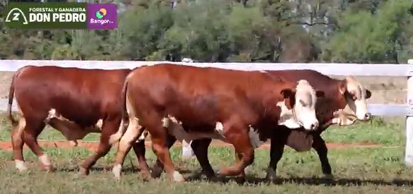 LOTE 62 - TOROS BRAFORD