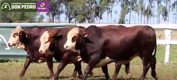 LOTE 63 - TOROS BRAFORD