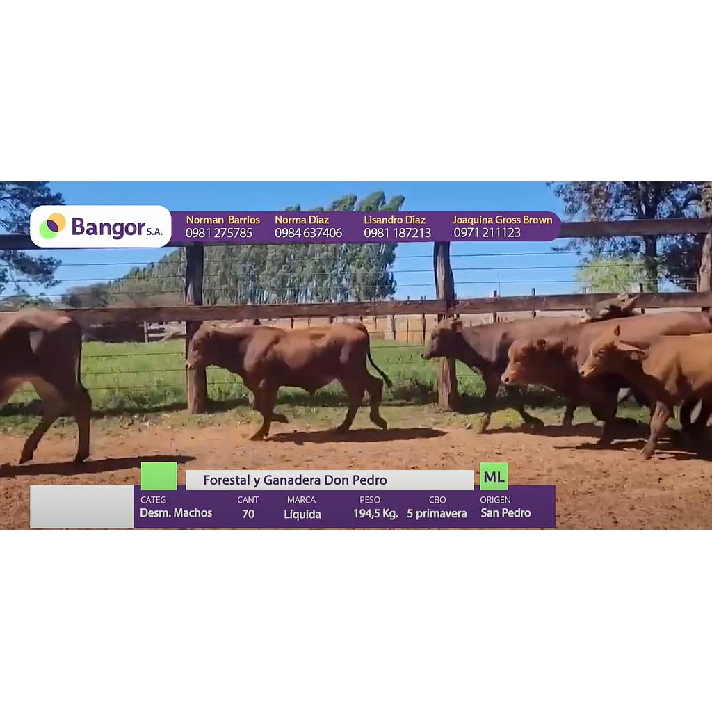 LOTE 03 - DESMAMANTES MACHOS