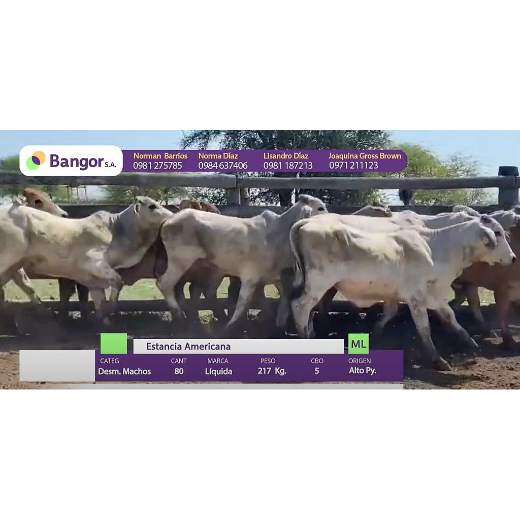 LOTE 04 - DESMAMANTES MACHOS